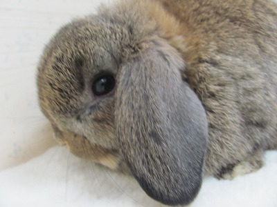 ファイル w83-2.jpg