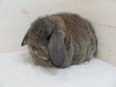 ファイル w83.jpg